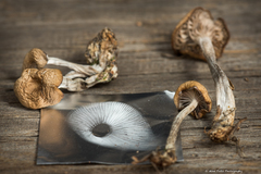 Clitocybe metachroa