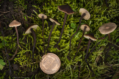 Macrocystidia cucumis latifolia