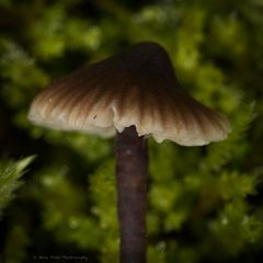 Macrocystidia cucumis latifolia