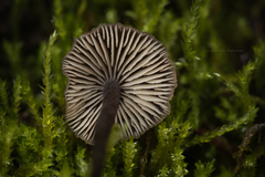 Macrocystidia cucumis latifolia