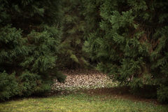 Macrocystidia cucumis latifolia