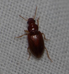 Bradycellus verbasci