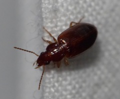 Bradycellus verbasci