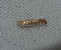 Phyllonorycter platani