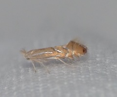 Phyllonorycter platani