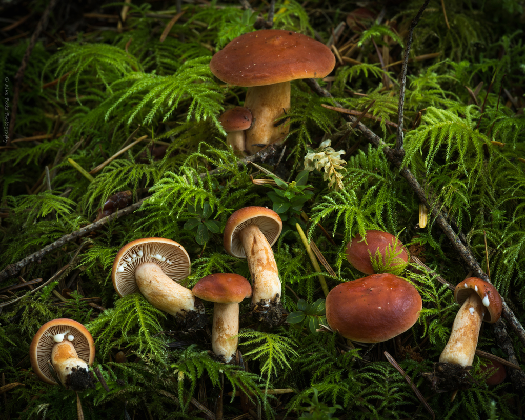 Lactarius subviscidus