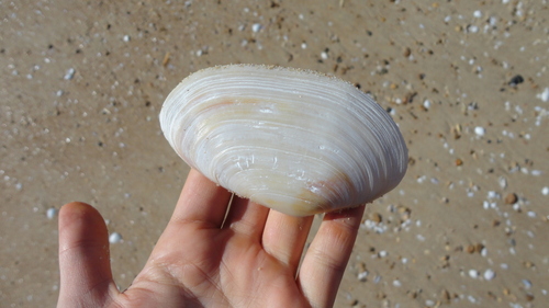 Lutraria lutraria