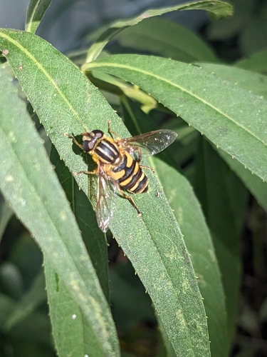 Unknown species found near Richfield, MN 55423, USA