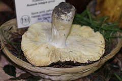 Russula integra