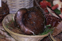 Russula integra