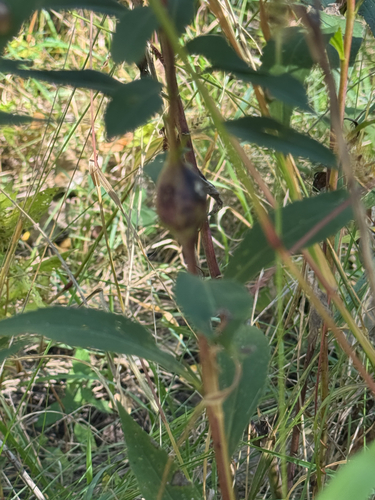 Unknown species found near Snelling Lake Rd, Saint Paul, MN, US
