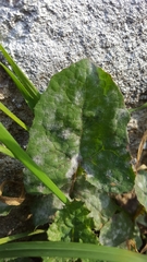 Golovinomyces sonchicola