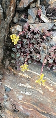 Sedum spathulifolium