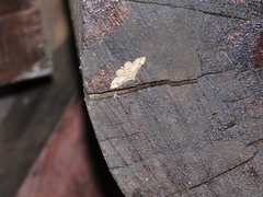 Gymnoscelis tristrigosa