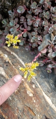 Sedum spathulifolium