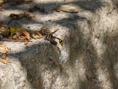 Phimenes flavopictus formosanus