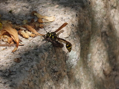 Phimenes flavopictus formosanus