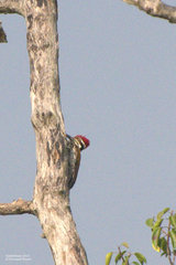 Chrysocolaptes guttacristatus