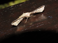 Gonodontis pallida