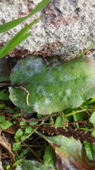 Golovinomyces sordidus