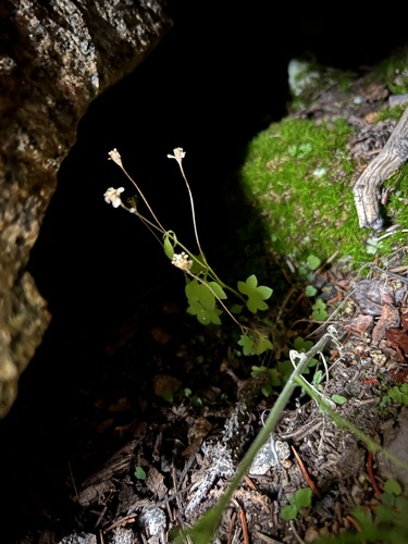 Weak saxifrage (Saxifraga debilis)