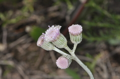 Senecio vira-vira, photograph (c) aacocucci, some rights reserved (CC BY)