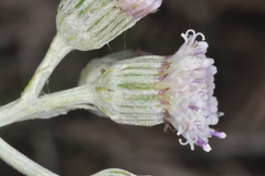 Senecio vira-vira, photograph (c) aacocucci, some rights reserved (CC BY)