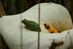 Hyla molleri