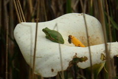 Hyla molleri