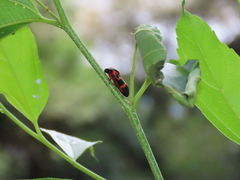 Okiscarta uchidae