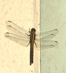 Orthetrum