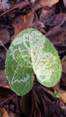 Phytomyza lappae