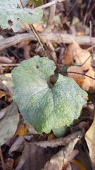 Erysiphe cruciferarum