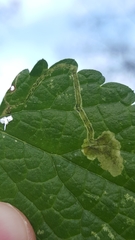 Amauromyza labiatarum