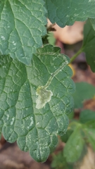 Amauromyza labiatarum