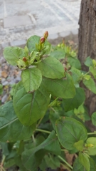 Mirabilis jalapa