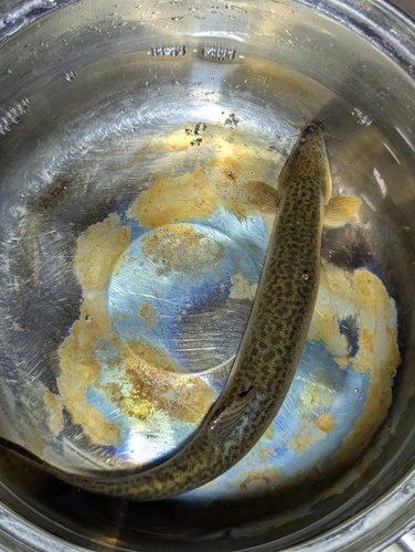 Chinese muddy loach (Misgurnus mizolepis) — Cobitidae — 4