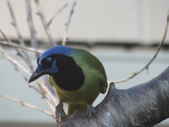Cyanocorax yncas