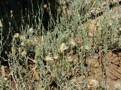 Baccharis tenella