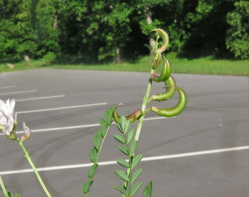 Astragalus distortus var. distortus