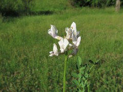 Astragalus distortus distortus