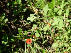 Sphaeralcea miniata