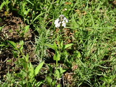 Pitraea cuneato-ovata