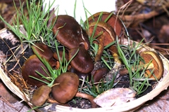 Cortinarius malicorius
