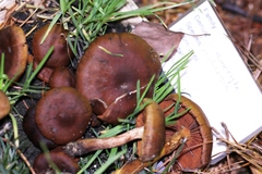 Cortinarius malicorius