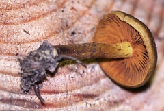 Cortinarius malicorius