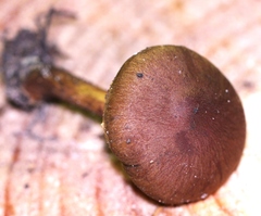 Cortinarius malicorius