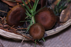 Cortinarius malicorius