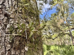 Epidendrum conopseum, photograph Karen Guin, CC BY, iNaturalist via GBIF