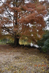 Taxodium distichum